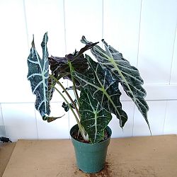 Alocasia amazonica 'Variegated Polly', Variegated African Mask Elephant Ear Alocasia amazonica 'Variegated Polly', Variegated African Mask Elephant Ear