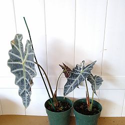 Alocasia amazonica 'Variegated Polly', Variegated African Mask Elephant Ear Alocasia amazonica 'Variegated Polly', Variegated African Mask Elephant Ear
