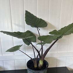 Alocasia 'Metalhead' Alocasia 'Metalhead'