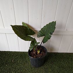 Alocasia 'Metalhead' Alocasia 'Metalhead'