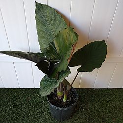 Alocasia 'Metalhead' Alocasia 'Metalhead'