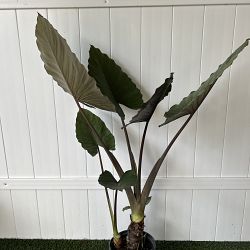 Alocasia 'Metalhead' Alocasia 'Metalhead'