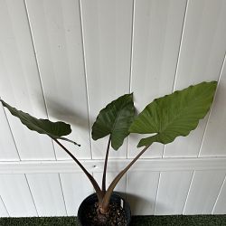 Alocasia 'Metalhead' Alocasia 'Metalhead'