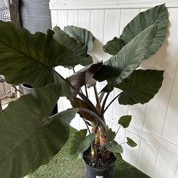 Alocasia 'Metalhead' Alocasia 'Metalhead'
