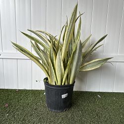 Sansevieria trifasciata 'Lauren' Sansevieria trifasciata 'Lauren'