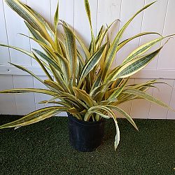 Sansevieria trifasciata 'Lauren' Sansevieria trifasciata 'Lauren'