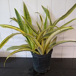 Sansevieria trifasciata 'Lauren' Sansevieria trifasciata 'Lauren'