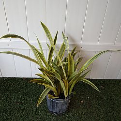Sansevieria trifasciata 'Lauren' Sansevieria trifasciata 'Lauren'