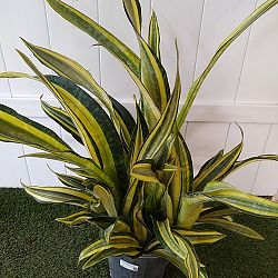 Sansevieria trifasciata 'Lauren' Sansevieria trifasciata 'Lauren'