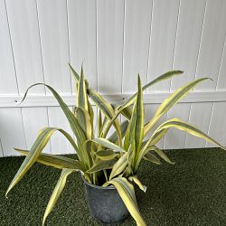 Sansevieria trifasciata 'Lauren' Sansevieria trifasciata 'Lauren'