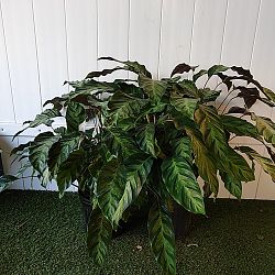 Calathea 'Maui Queen' Calathea 'Maui Queen'