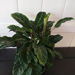 Calathea 'Maui Queen' Calathea 'Maui Queen'