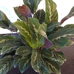 Calathea 'Maui Queen' Calathea 'Maui Queen'