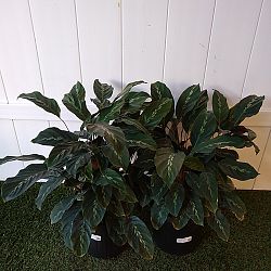 Calathea 'Maui Queen' Calathea 'Maui Queen'