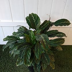 Calathea 'Maui Queen' Calathea 'Maui Queen'