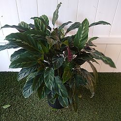Calathea 'Maui Queen' Calathea 'Maui Queen'