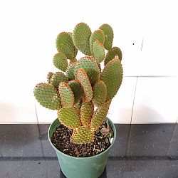 Red Bunny Ears Cactus Red Bunny Ears Cactus