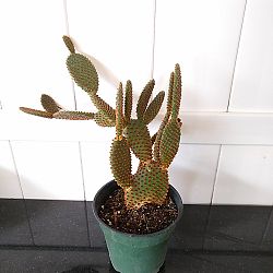 Red Bunny Ears Cactus Red Bunny Ears Cactus