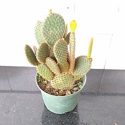 Red Bunny Ears Cactus Red Bunny Ears Cactus