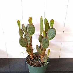 Red Bunny Ears Cactus Red Bunny Ears Cactus
