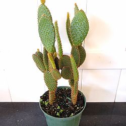 Red Bunny Ears Cactus Red Bunny Ears Cactus