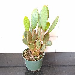 Red Bunny Ears Cactus Red Bunny Ears Cactus
