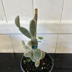 White Bunny Ears Cactus White Bunny Ears Cactus