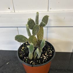 White Bunny Ears Cactus White Bunny Ears Cactus