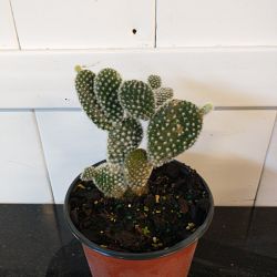 White Bunny Ears Cactus White Bunny Ears Cactus