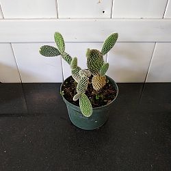 White Bunny Ears Cactus White Bunny Ears Cactus