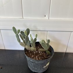 White Bunny Ears Cactus White Bunny Ears Cactus