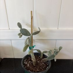 White Bunny Ears Cactus White Bunny Ears Cactus