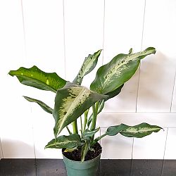 Dieffenbachia 'Cougar' Dieffenbachia 'Cougar'