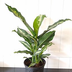 Dieffenbachia 'Cougar' Dieffenbachia 'Cougar'