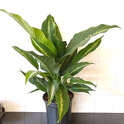 Dieffenbachia 'Cougar' Dieffenbachia 'Cougar'