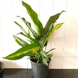Dieffenbachia 'Cougar' Dieffenbachia 'Cougar'
