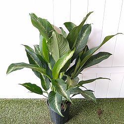 Dieffenbachia 'Cougar' Dieffenbachia 'Cougar'