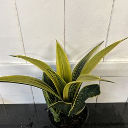 Sansevieria trifasciata 'La Rubia' Sansevieria trifasciata 'La Rubia'