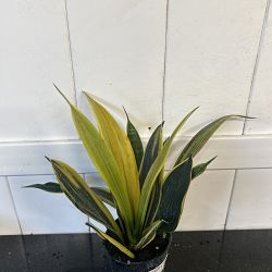 Sansevieria trifasciata 'La Rubia' Sansevieria trifasciata 'La Rubia'