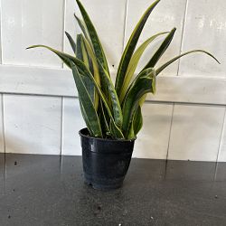 Sansevieria trifasciata 'La Rubia' Sansevieria trifasciata 'La Rubia'
