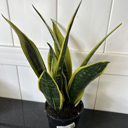 Sansevieria trifasciata 'La Rubia' Sansevieria trifasciata 'La Rubia'