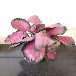 Calathea 'Jungle Rose' Calathea 'Jungle Rose'