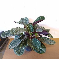 Calathea 'Jungle Rose' Calathea 'Jungle Rose'