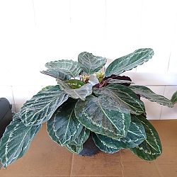 Calathea 'Jungle Rose' Calathea 'Jungle Rose'