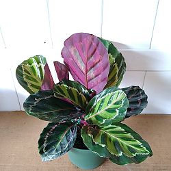 Calathea 'Jungle Rose' Calathea 'Jungle Rose'