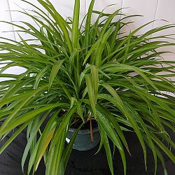 Green Spider Plant Green Spider Plant