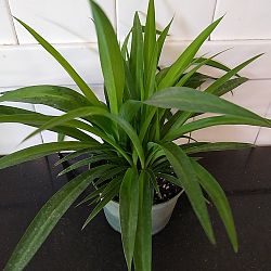 Green Spider Plant Green Spider Plant