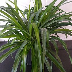 Green Spider Plant Green Spider Plant