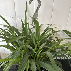 Green Spider Plant Green Spider Plant