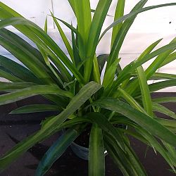 Green Spider Plant Green Spider Plant